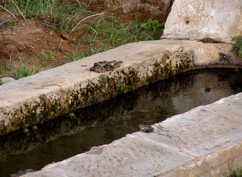 Ripristino di un fontanile a Baratti (Piombino - LI)